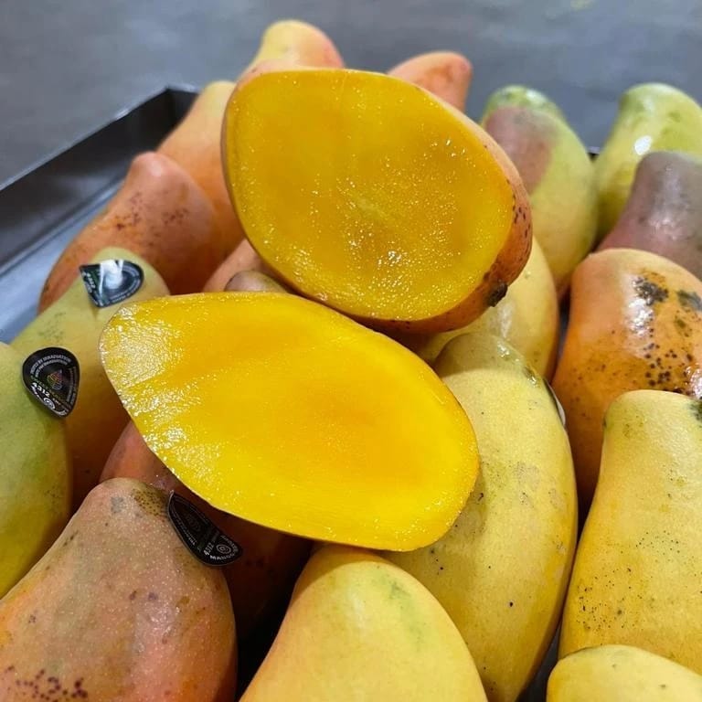 Mango Manila - Manililla
